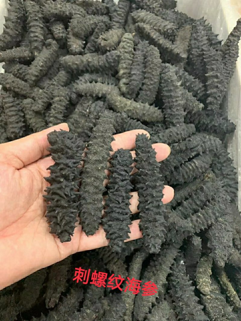【包邮批发价】海参一手货源500g