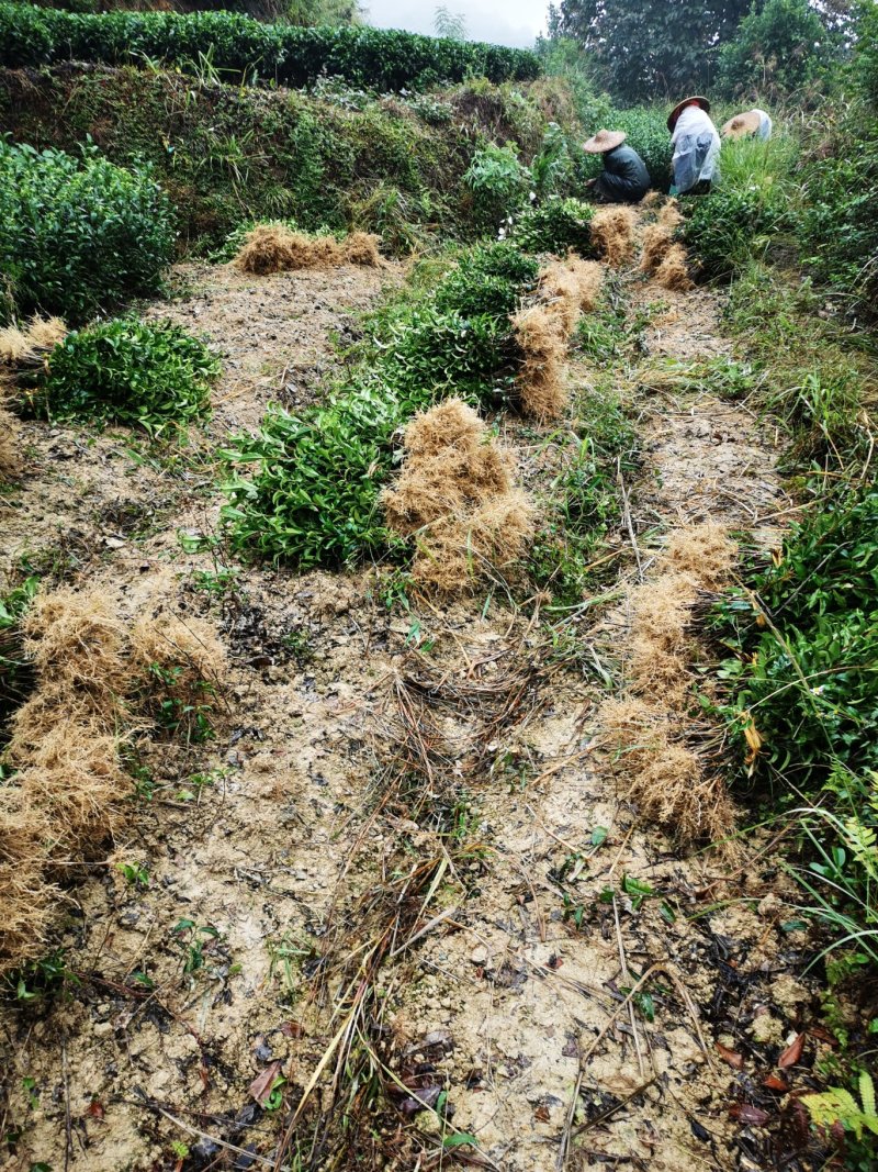 茶叶树苗高产量高品质的品种