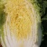 黄心白菜，毛菜7斤以上，净菜4-6斤