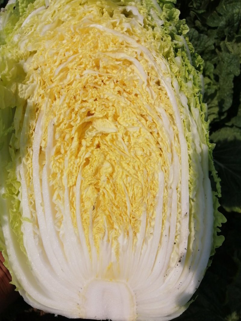 黄心白菜，毛菜7斤以上，净菜4-6斤