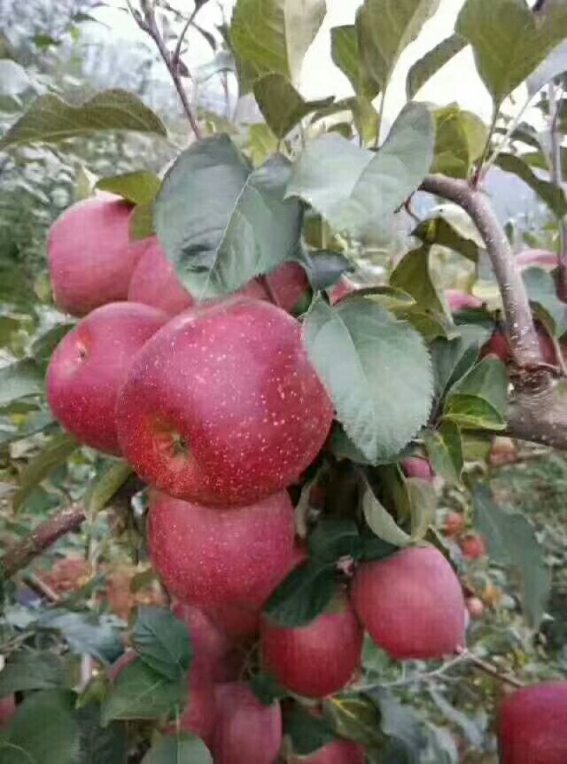 高山上的富士糖心苹果