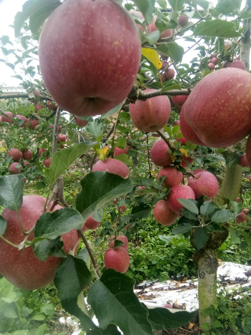 高山上的富士糖心苹果
