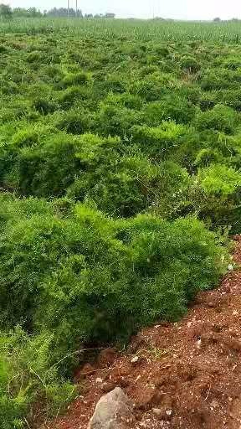 大天冬苗良种天冬种苗优质高产提供技术包回收