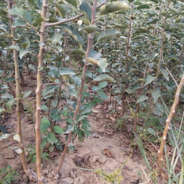 苹果苗