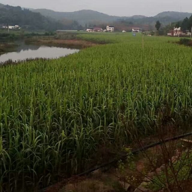 科技示范园的白玉甘蔗泡脆甜无筋提供便宜回头车