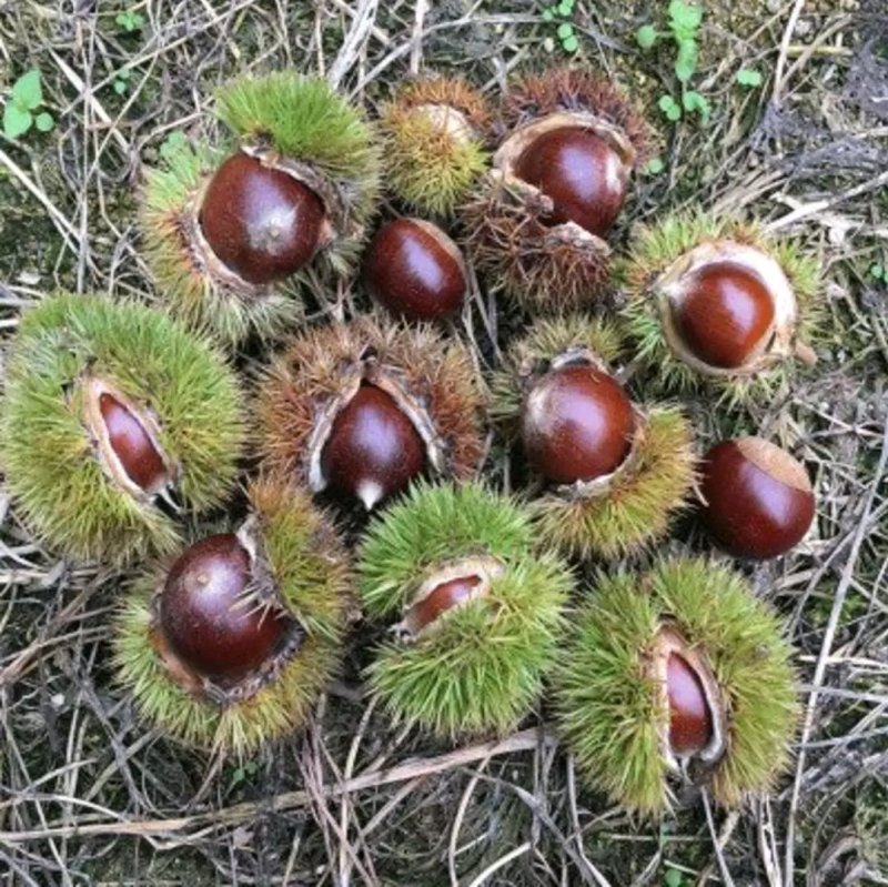 大红袍板栗苗，嫁接苗，基地直销现挖现发货，保湿邮寄