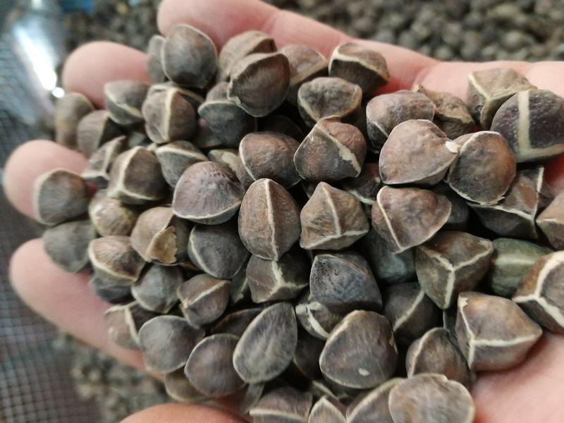 印度引种辣木籽辣木籽一手货源产地批发一件代发