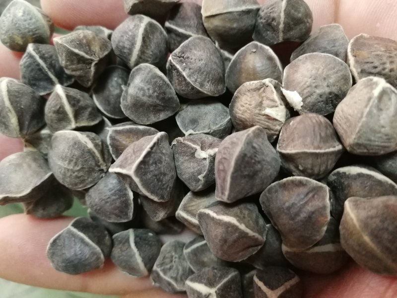 印度引种辣木籽辣木籽一手货源产地批发一件代发