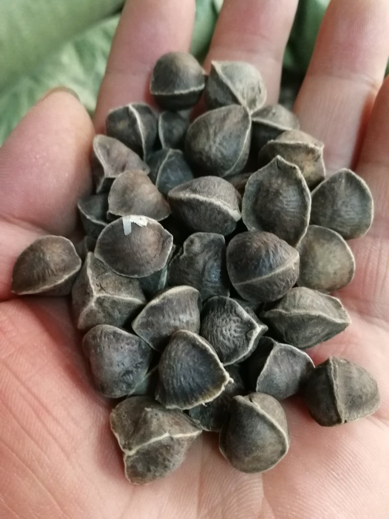 印度引种辣木籽辣木籽一手货源产地批发一件代发