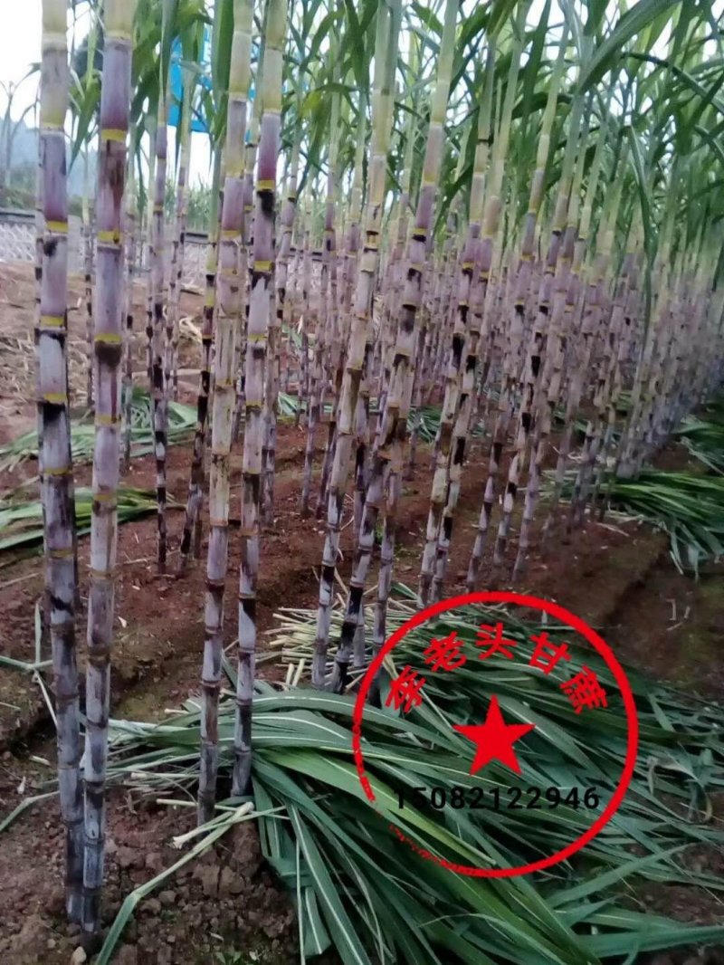 科技示范园的白玉甘蔗泡脆甜无筋提供便宜回头车