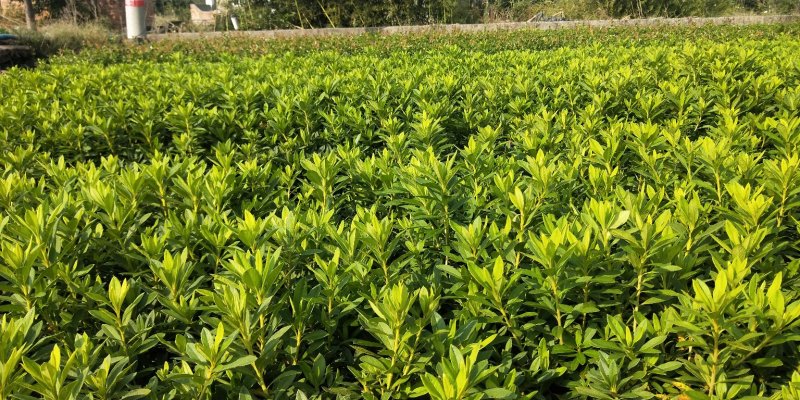 工程绿化。毛鹃，春鹃，杜鹃。大杯小杯。