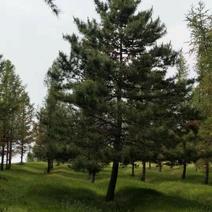 赤峰地区精品油松大树