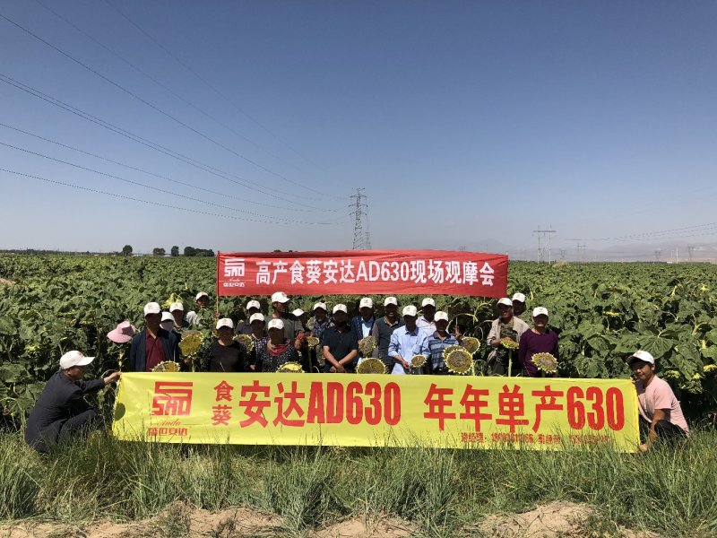 甘肃生葵花籽，大粒品种齐全价格美丽欢迎来电
