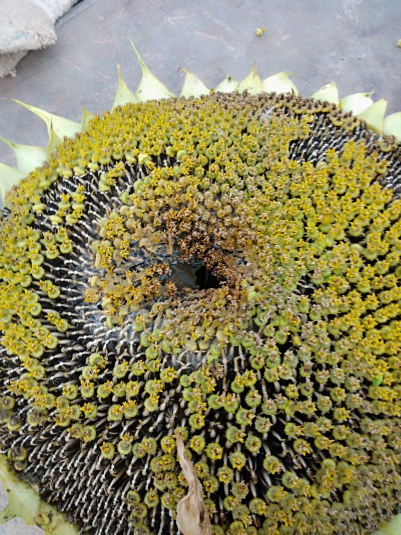 甘肃生葵花籽，大粒品种齐全价格美丽欢迎来电