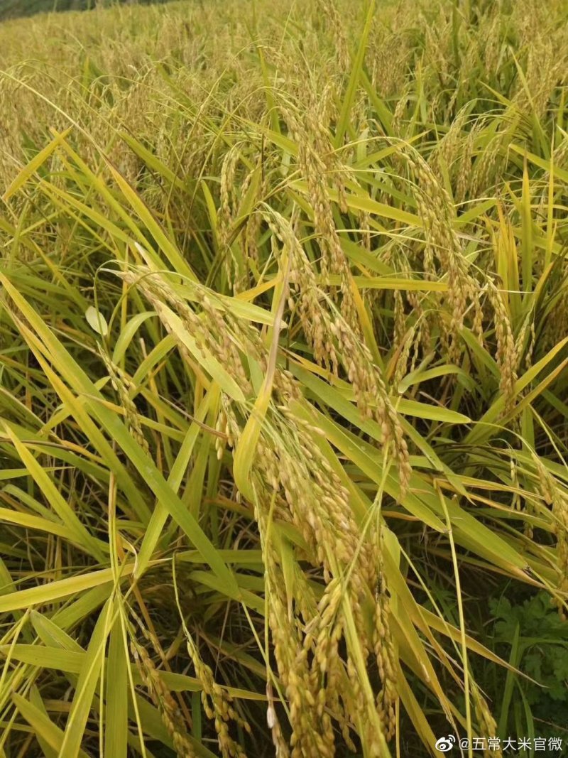 五常稻花香大米