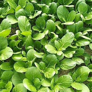 广东菜心