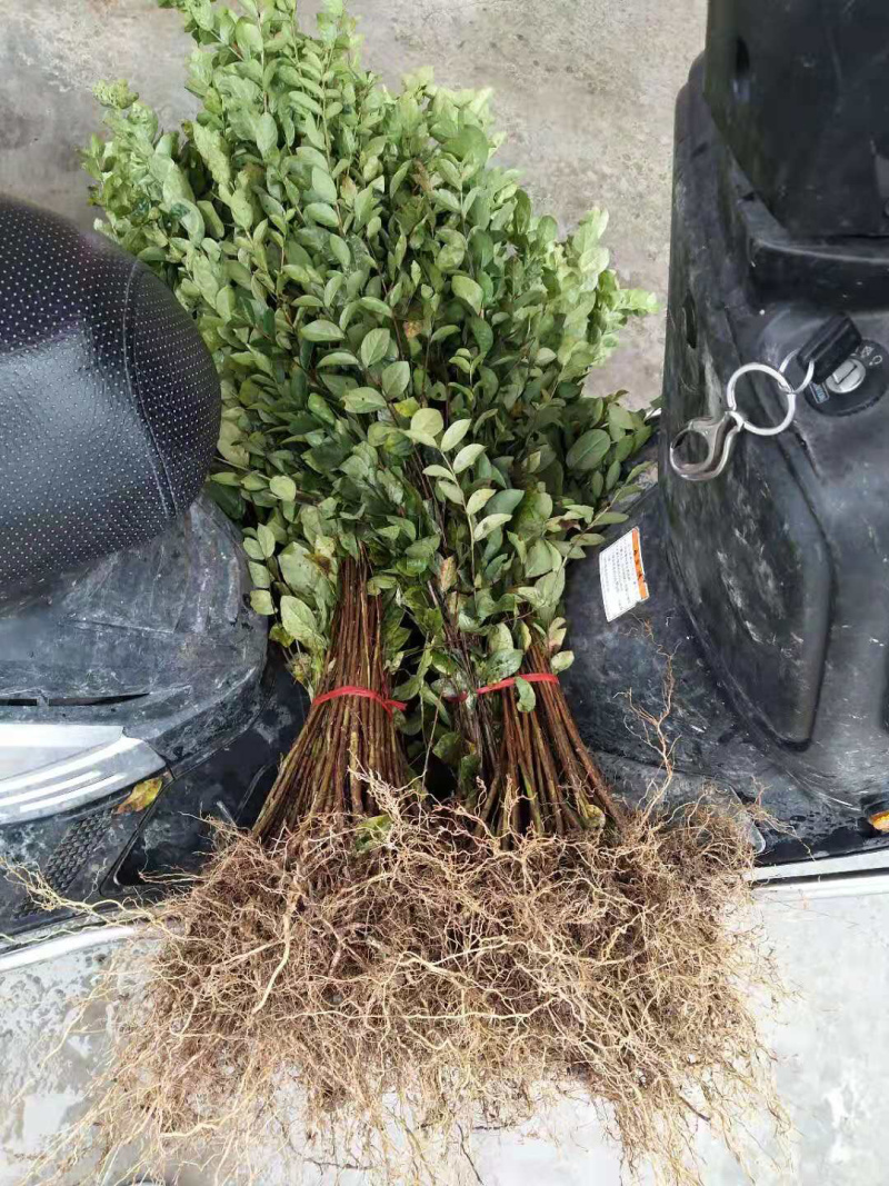 紫薇、百日红、痒痒树、大红紫薇，、老紫薇