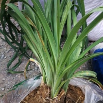 黄花菜小苗价格哪里卖黄花菜苗种植基地泰安旺运苗木