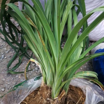 黄花菜小苗价格哪里卖黄花菜苗种植基地泰安旺运苗木