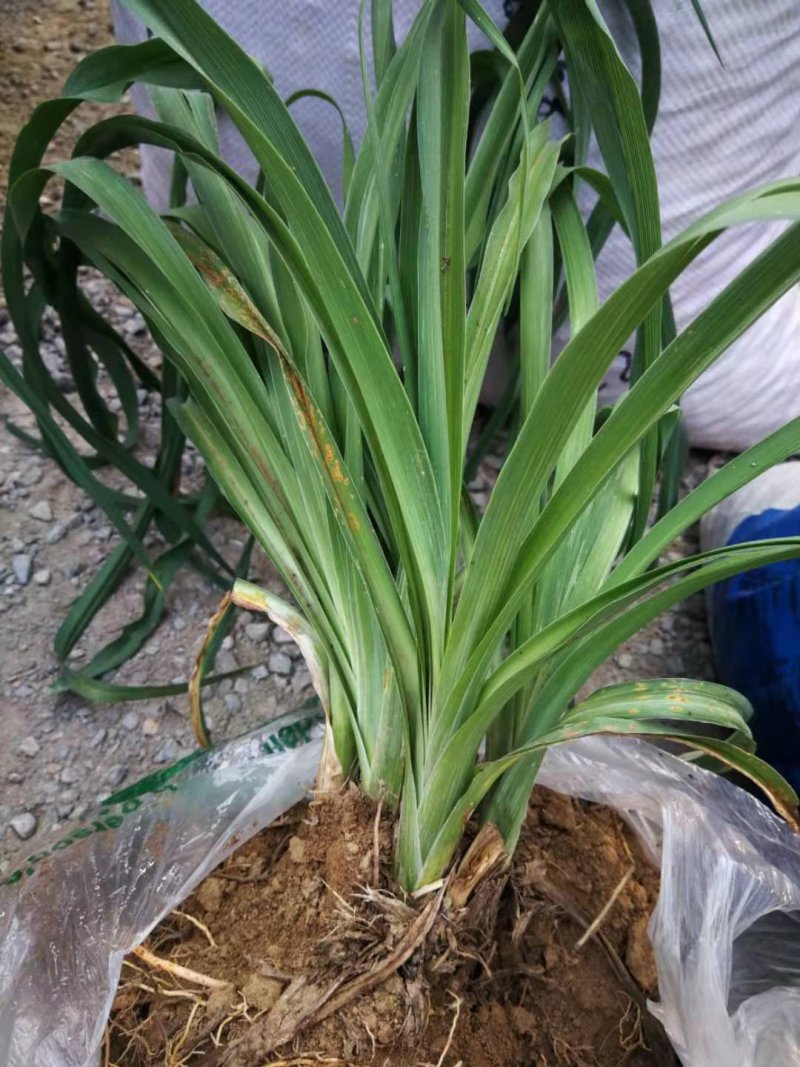黄花菜小苗价格哪里卖黄花菜苗种植基地泰安旺运苗木