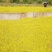 野菊花新货上市量大欢迎下单