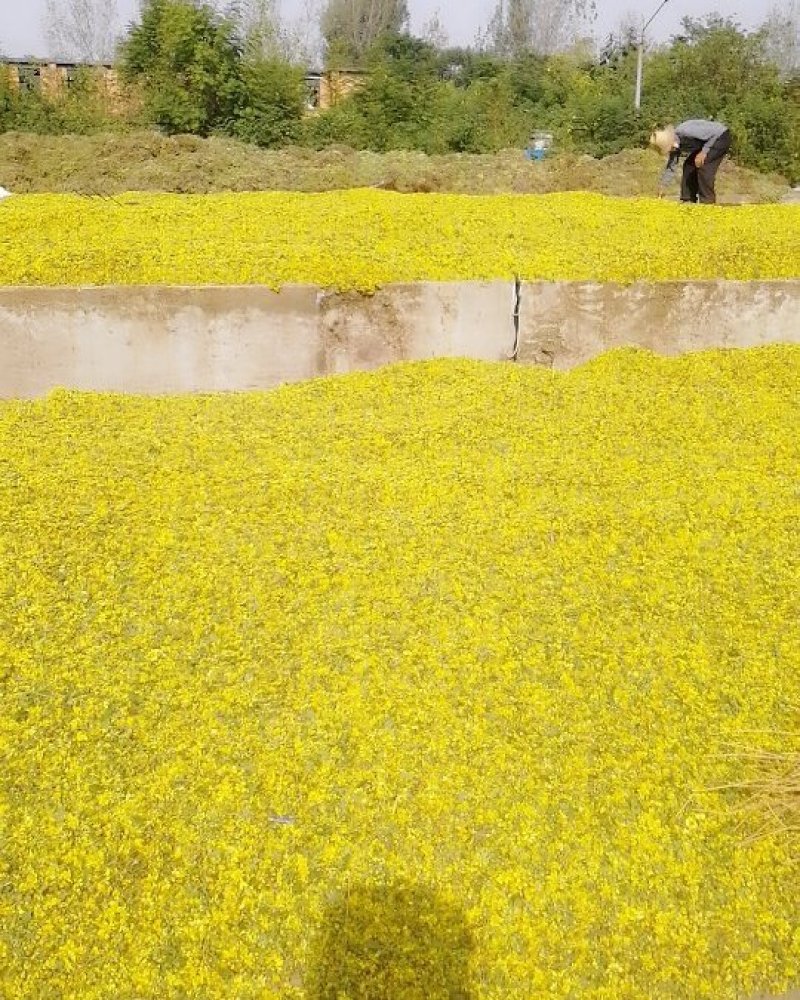 野菊花新货上市量大欢迎下单