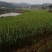 科技示范园青香脆皮蔗基地直供便宜回程车诚信经营共四个品种