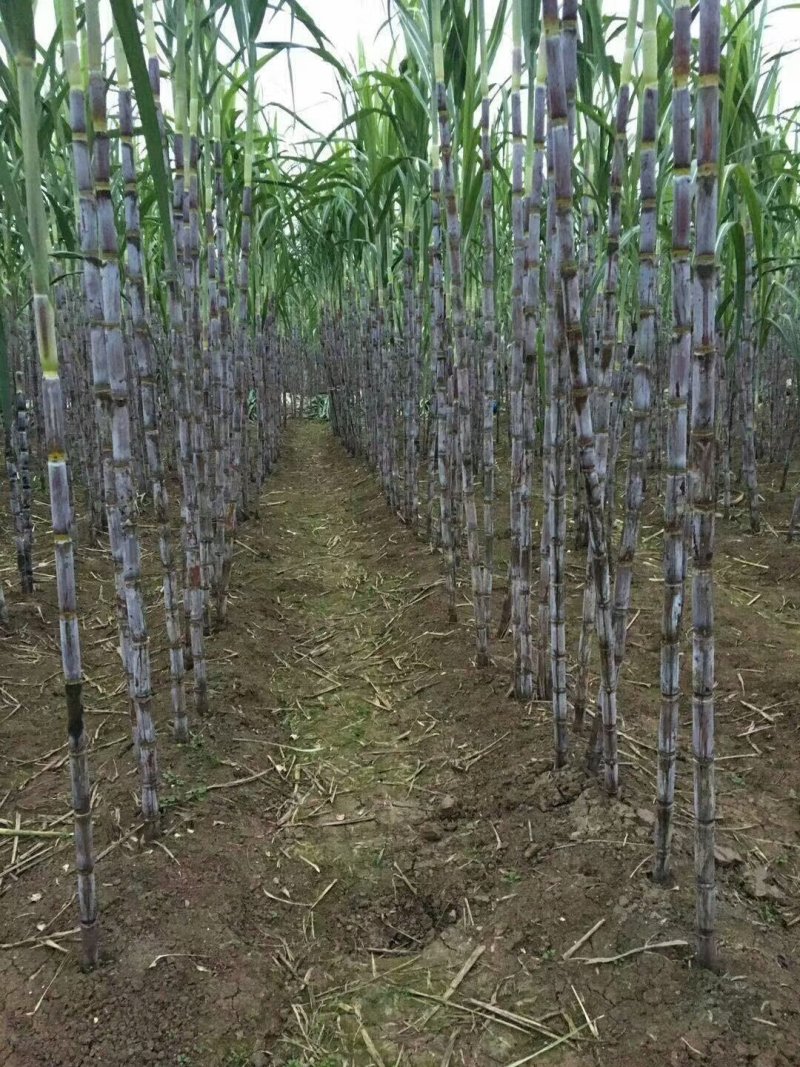 科技示范园青香脆皮蔗基地直供便宜回程车诚信经营共四个品种