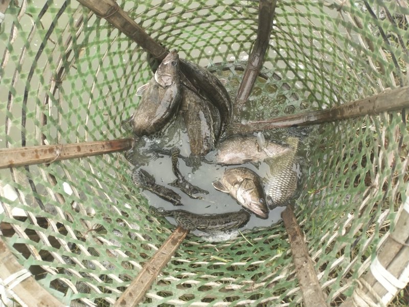 清水养殖鲫鱼。