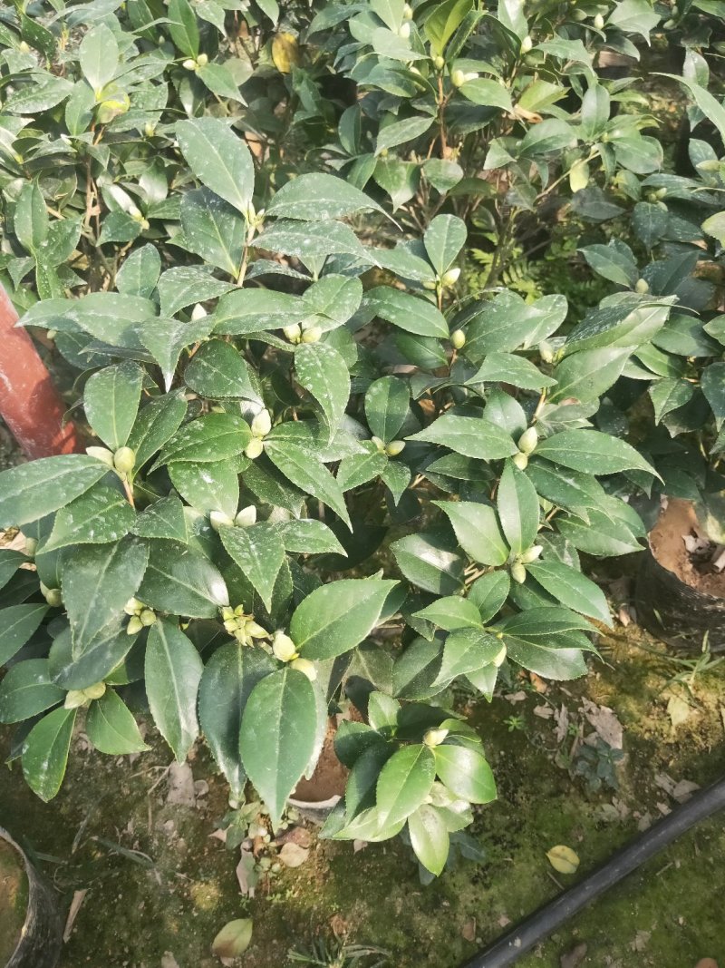 盆栽19杯茶花赤丹含有花苞