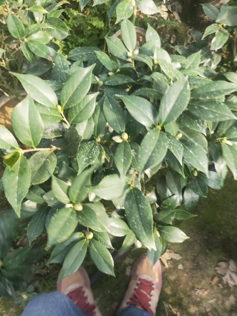 盆栽19杯茶花赤丹含有花苞