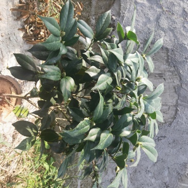 盆栽19杯茶花赤丹含有花苞