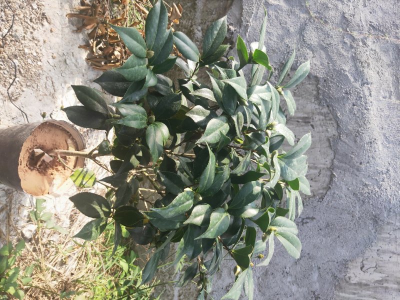 盆栽19杯茶花赤丹含有花苞