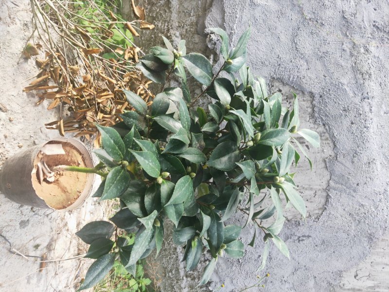 盆栽19杯茶花赤丹含有花苞