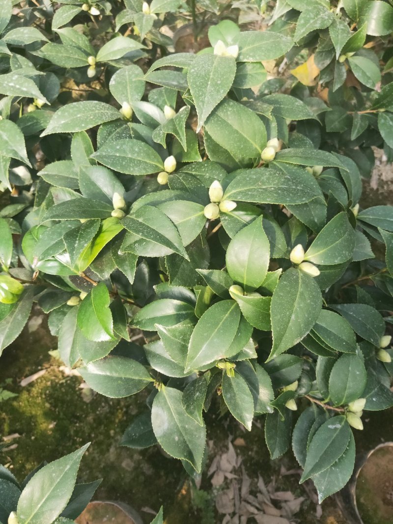 盆栽19杯茶花赤丹含有花苞