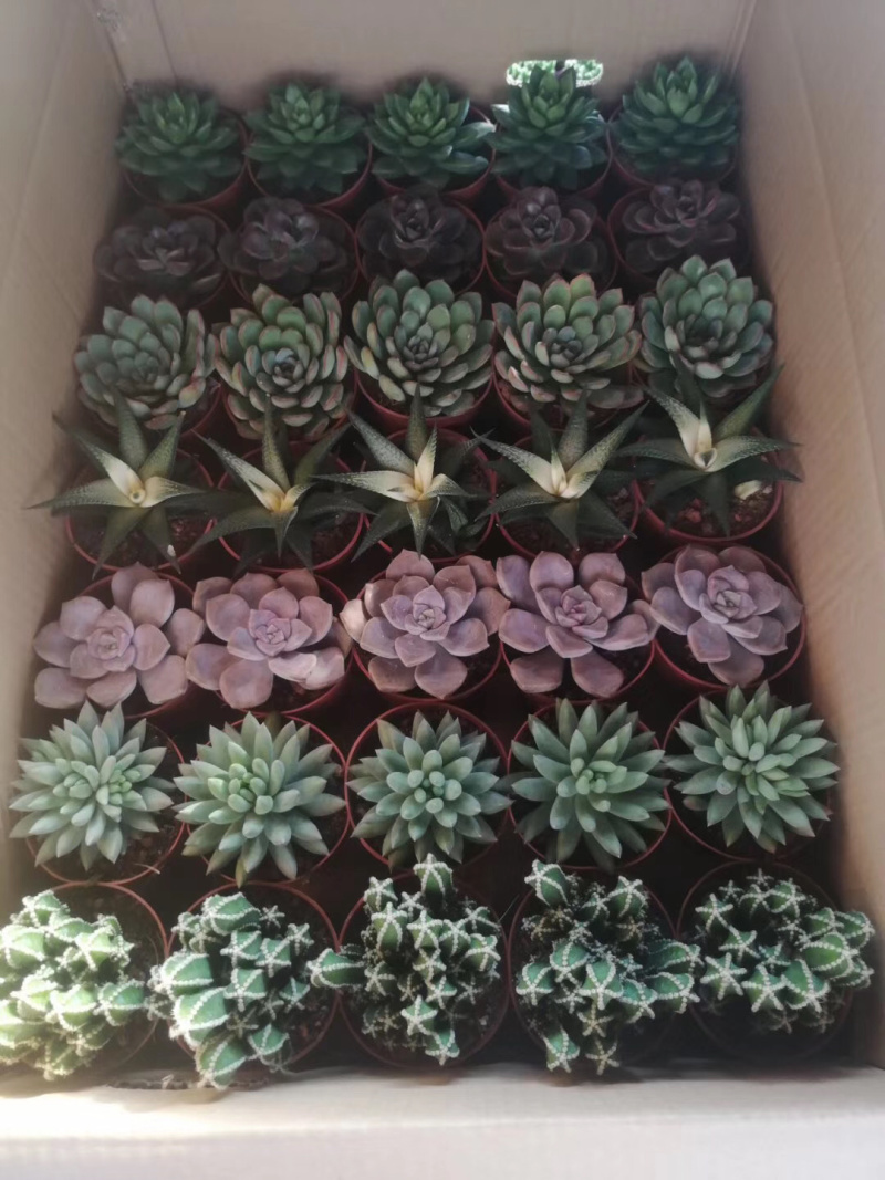 混拼多肉植物54装，35装，15装