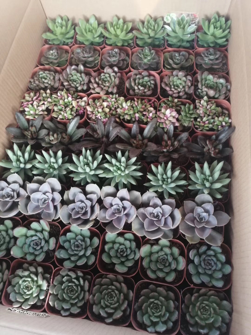 混拼多肉植物54装，35装，15装