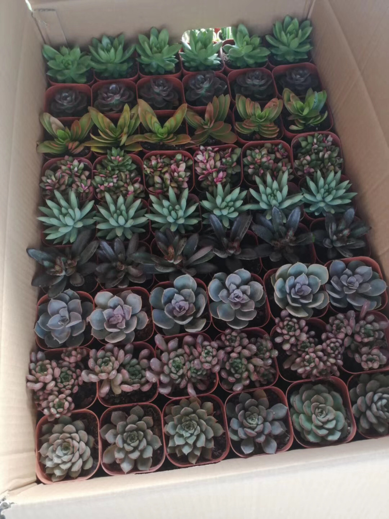 混拼多肉植物54装，35装，15装