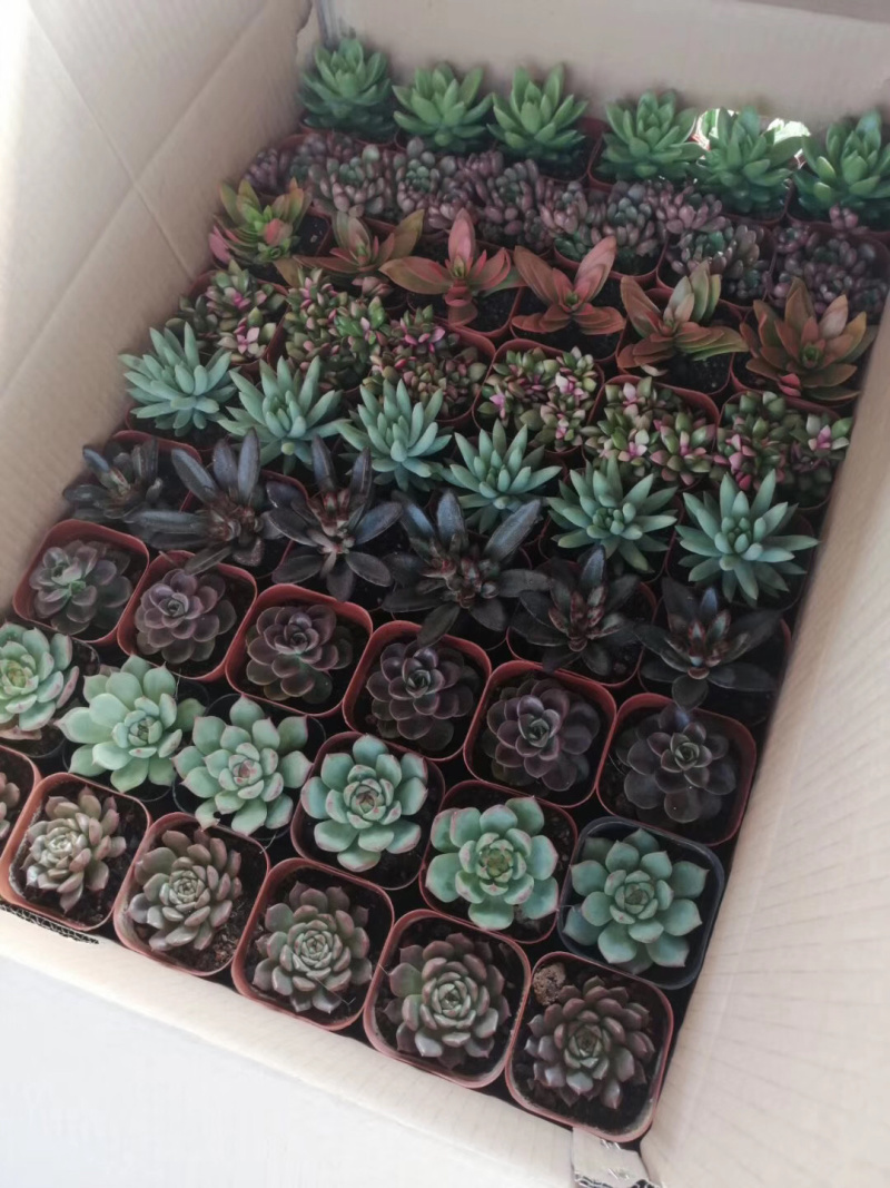 混拼多肉植物54装，35装，15装