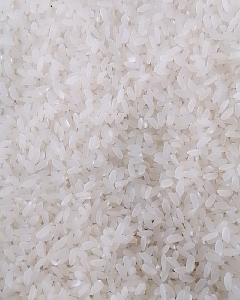 松江大米圆粒珍珠米。双11冲量招代理。量大可谈