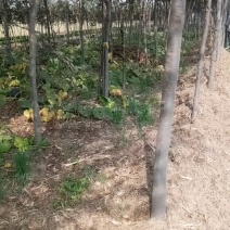 榉树