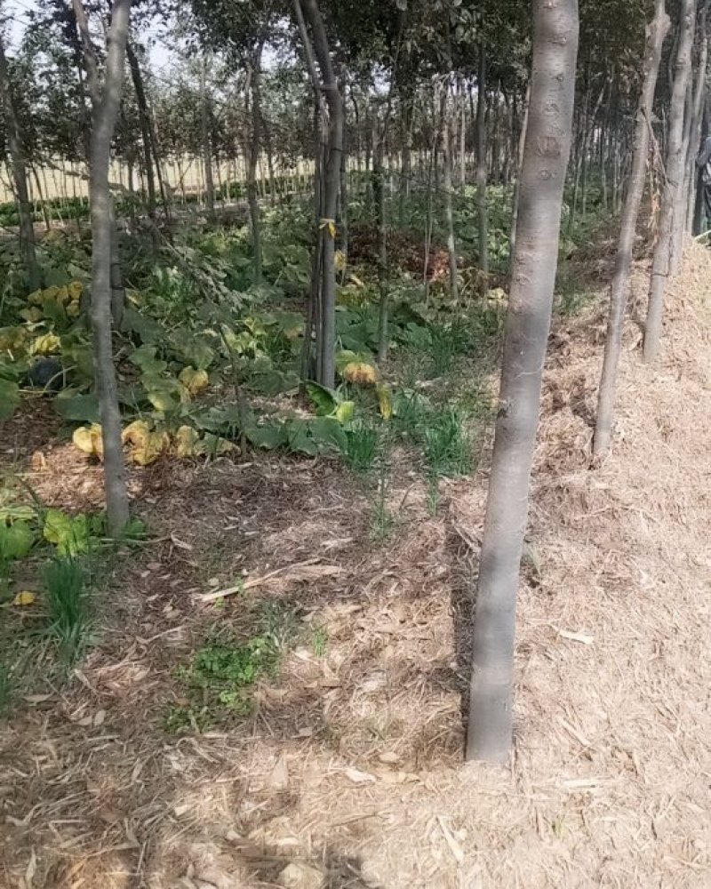 榉树
