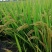 松江大米圆粒珍珠米。双11冲量招代理。量大可谈