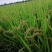 松江大米圆粒珍珠米。双11冲量招代理。量大可谈