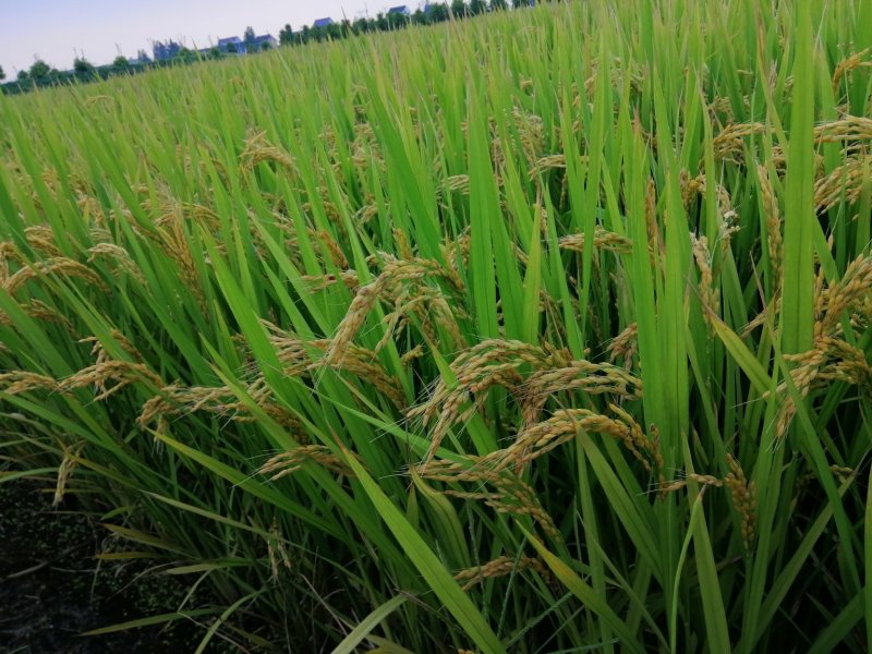 松江大米圆粒珍珠米。双11冲量招代理。量大可谈