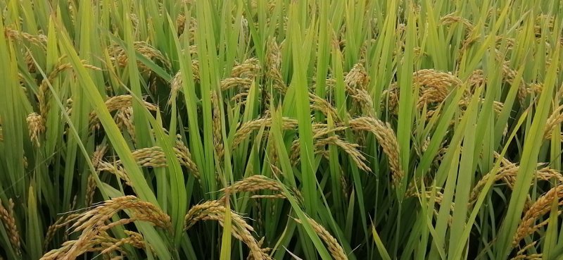 松江大米圆粒珍珠米。双11冲量招代理。量大可谈