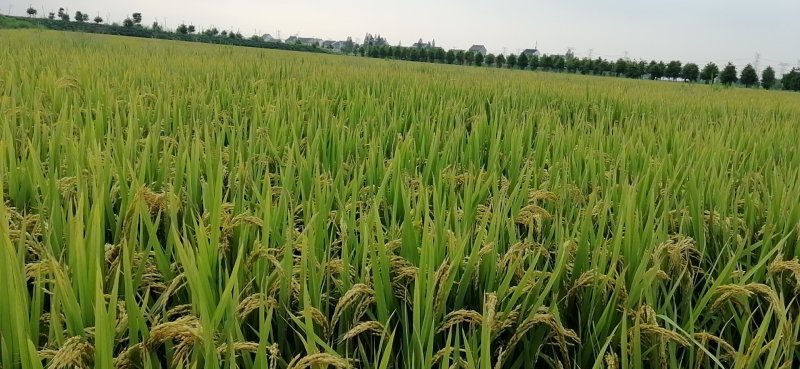松江大米圆粒珍珠米。双11冲量招代理。量大可谈