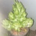 儿菜基地直供