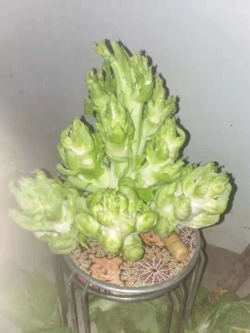 儿菜基地直供