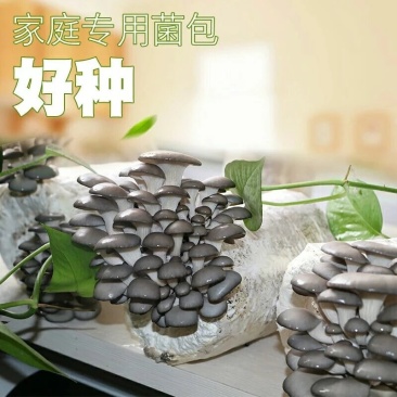 平菇菌包盆栽平菇菌包家庭种植平菇菌包预售